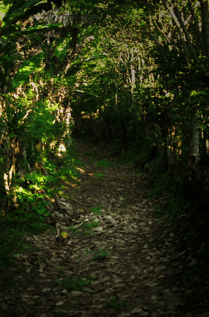 Sendero estrecho dentro del bosque